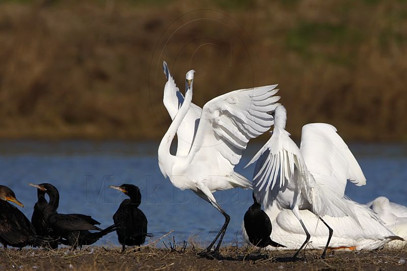 _MG_5703 Great Egret.jpg