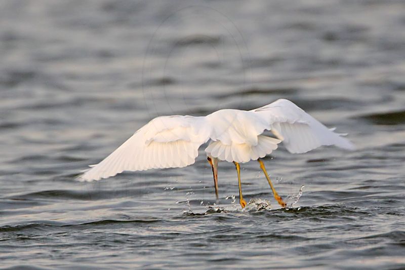 _MG_1254 Snowy Egret.jpg