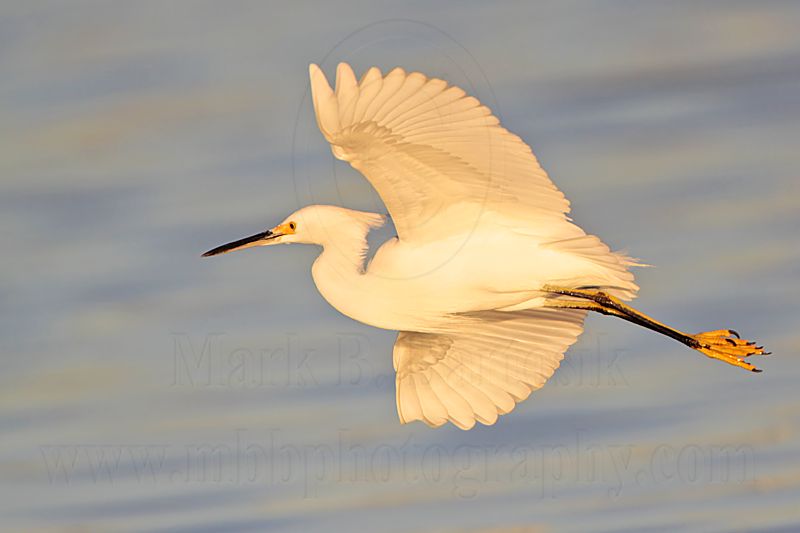 _MG_1982 Snowy Egret.jpg