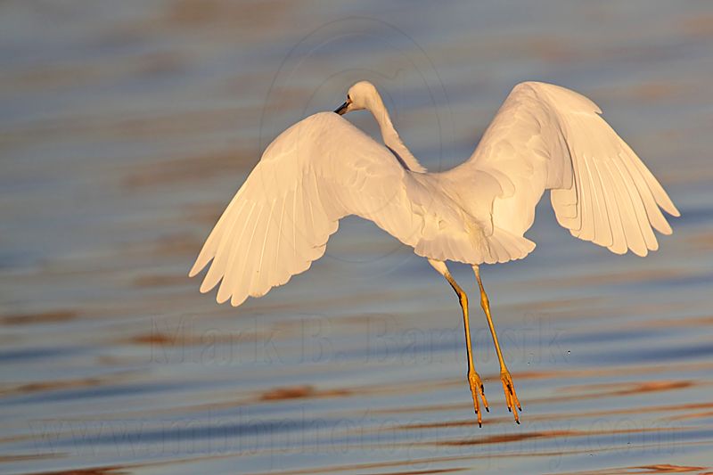 _MG_1985 Snowy Egret.jpg