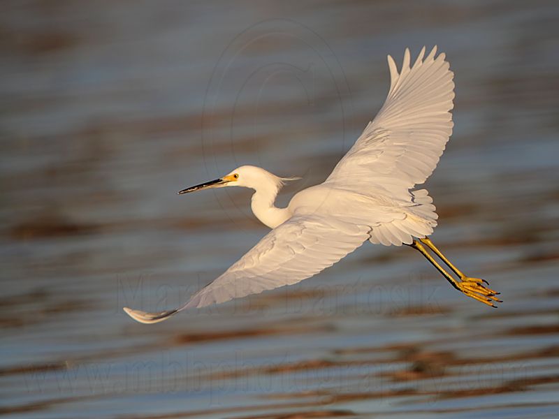 _MG_1992 Snowy Egret.jpg