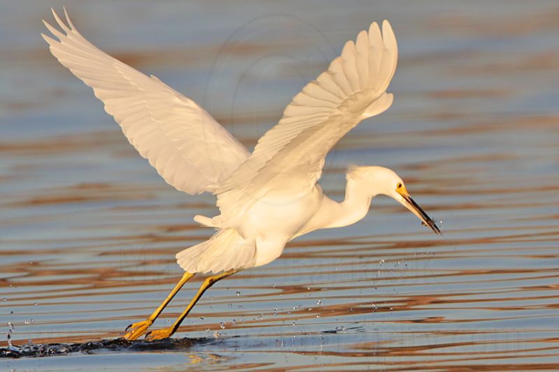 _MG_2017 Snowy Egret.jpg