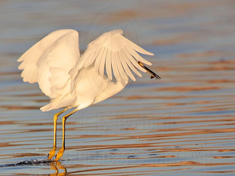 _MG_2018 Snowy Egret.jpg