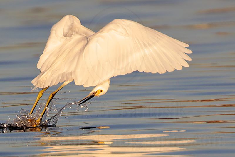_MG_2041 Snowy Egret.jpg
