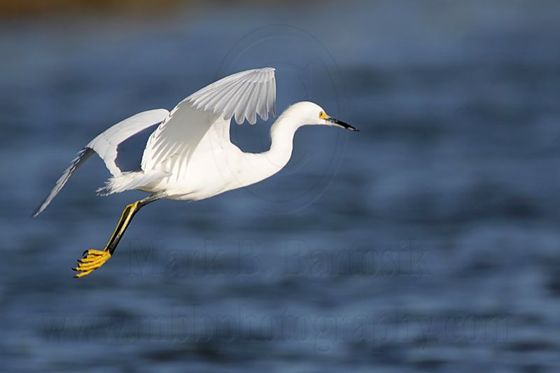 _MG_2549 Snowy Egret.jpg