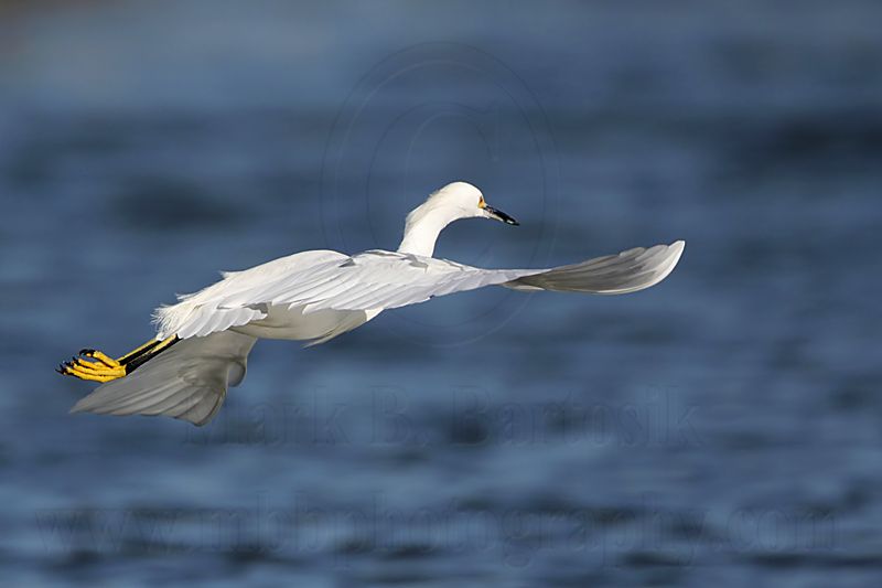 _MG_2550 Snowy Egret.jpg