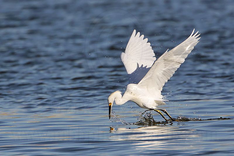 _MG_7036 Snowy Egret.jpg
