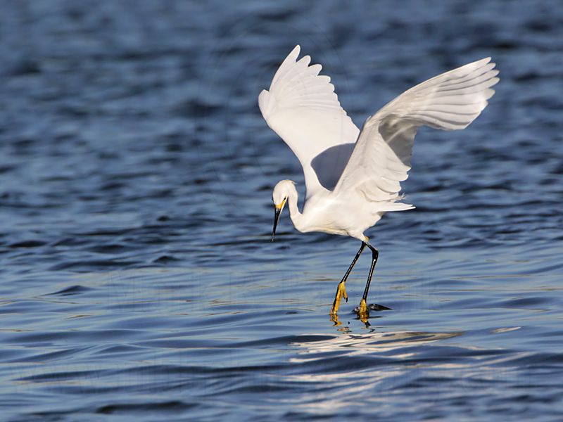 _MG_7073 Snowy Egret.jpg