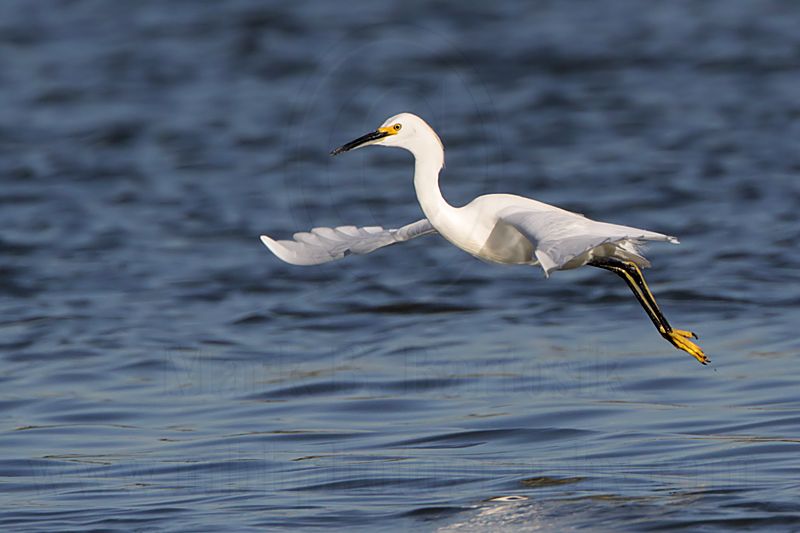 _MG_7087 Snowy Egret.jpg