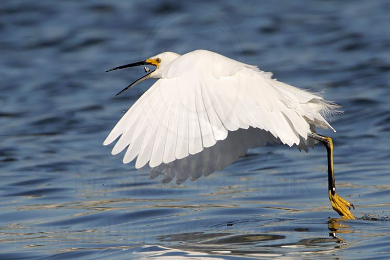 _MG_7116 Snowy Egret.jpg