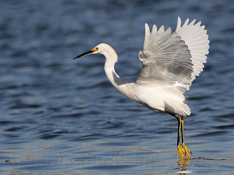 _MG_7119 Snowy Egret.jpg