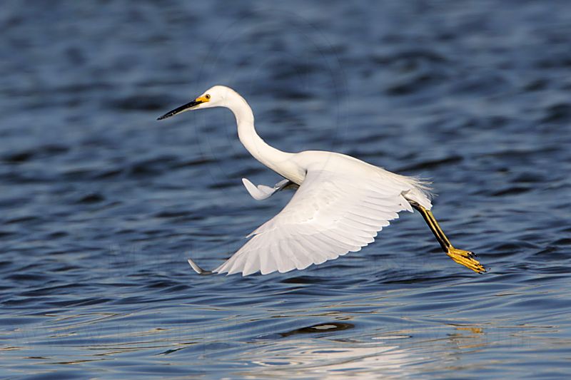 _MG_7131 Snowy Egret.jpg