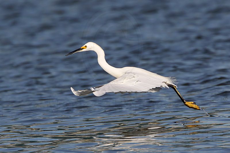 _MG_7132 Snowy Egret.jpg