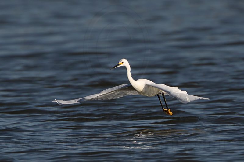 _MG_7151 Snowy Egret.jpg