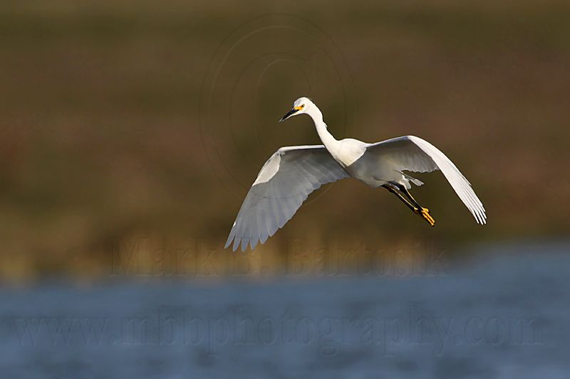 _MG_7177 Snowy Egret.jpg