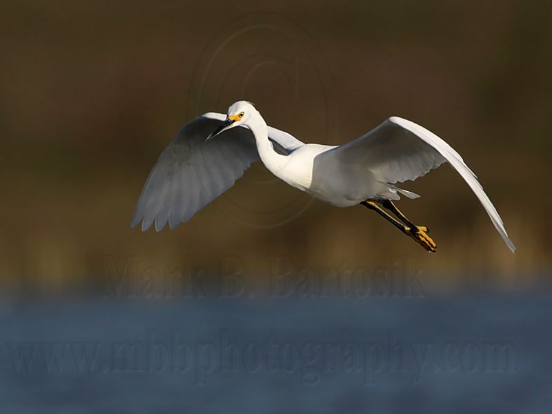 _MG_7179 Snowy Egret.jpg