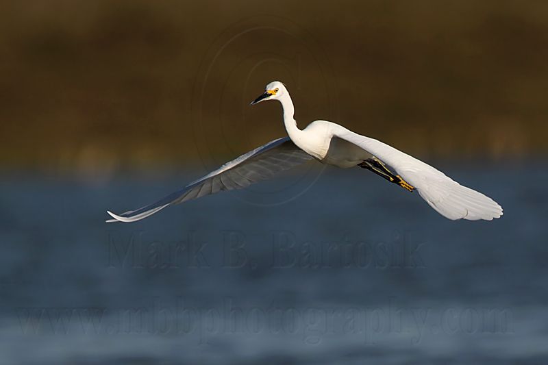 _MG_7185 Snowy Egret.jpg