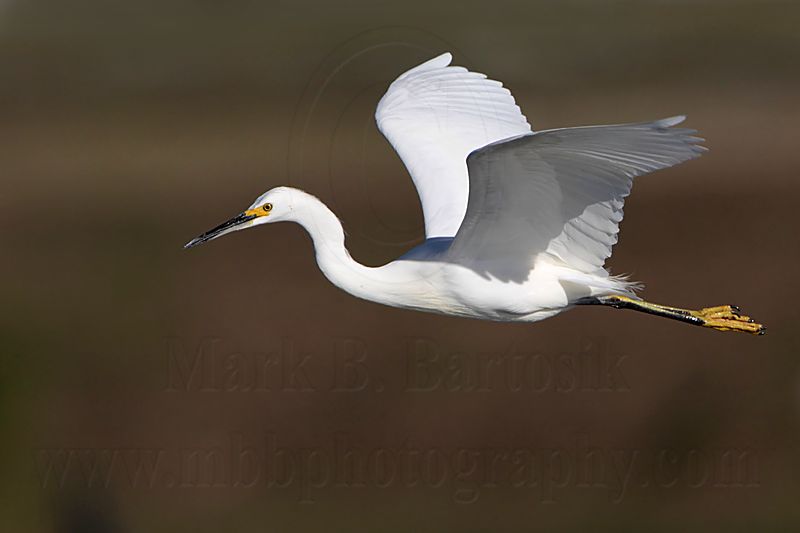 _MG_7201 Snowy Egret.jpg