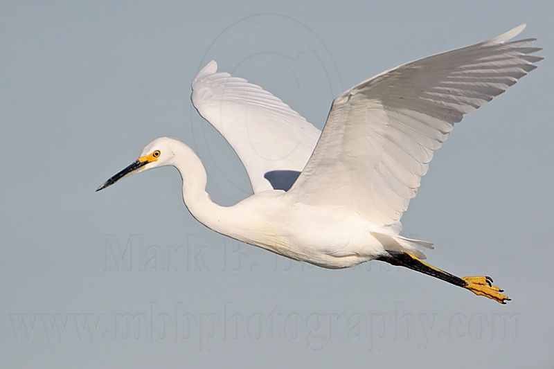 _MG_7207 Snowy Egret.jpg