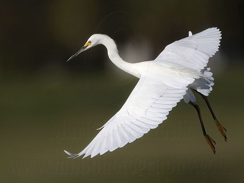 _MG_7222 Snowy Egret.jpg
