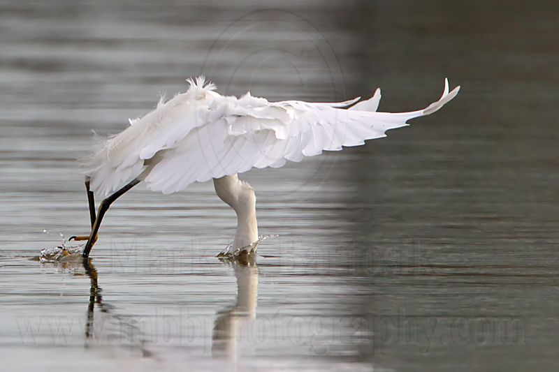 _MG_0816 Snowy Egret.jpg