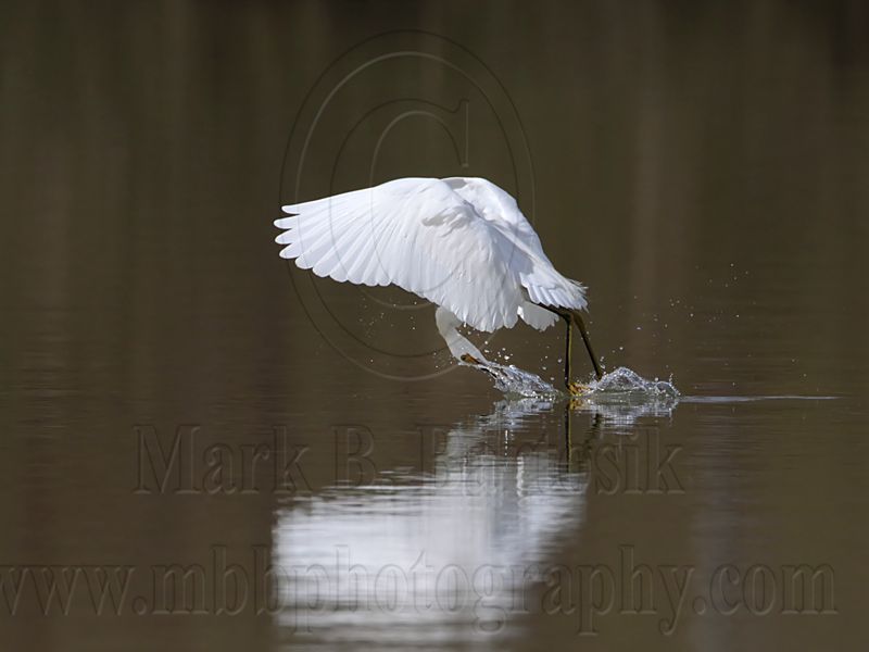 _MG_1582 Snowy Egret.jpg