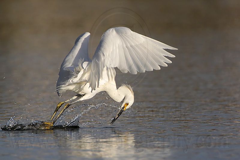 _MG_5862 Snowy Egret.jpg