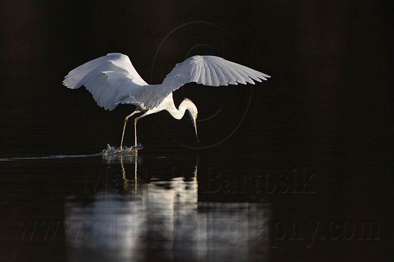 _MG_6076 Snowy Egret.jpg