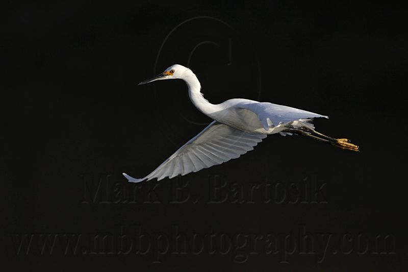 _MG_6219 Snowy Egret.jpg