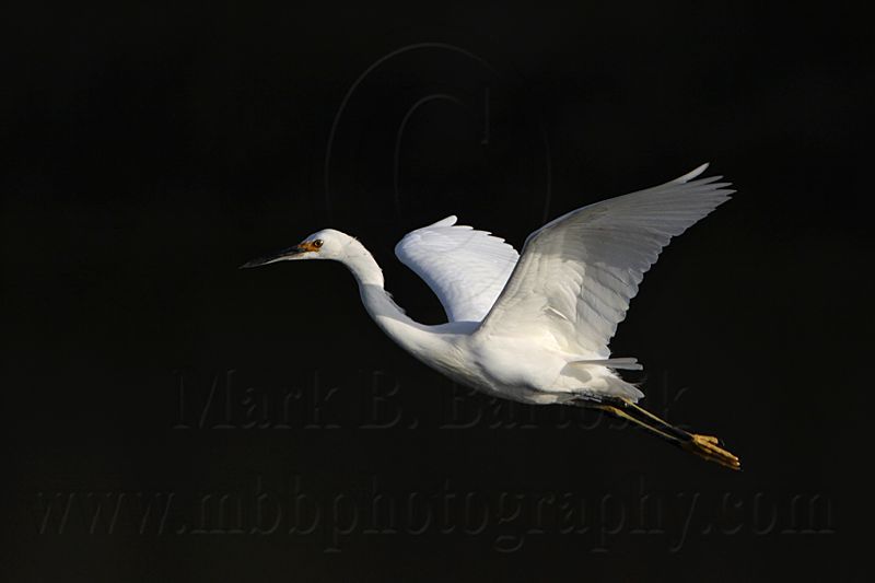 _MG_6220 Snowy Egret.jpg