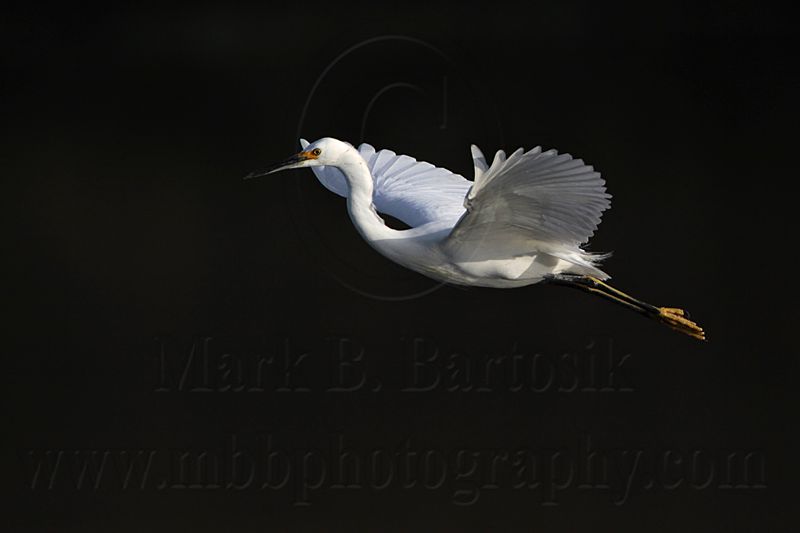 _MG_6221 Snowy Egret.jpg