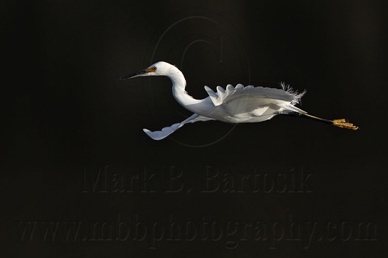 _MG_6223 Snowy Egret.jpg