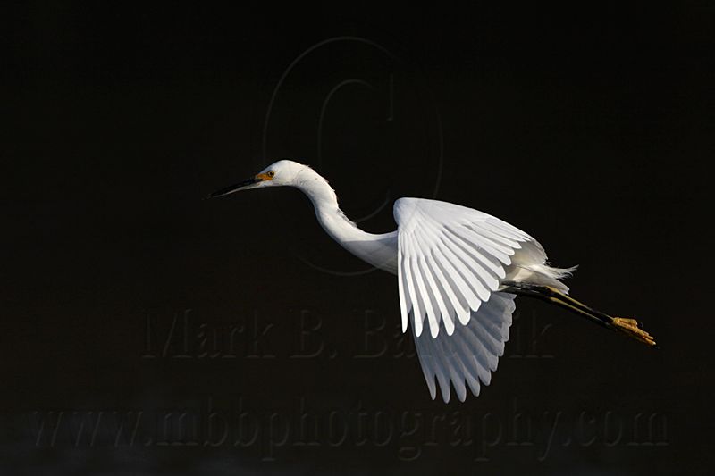 _MG_6224 Snowy Egret.jpg