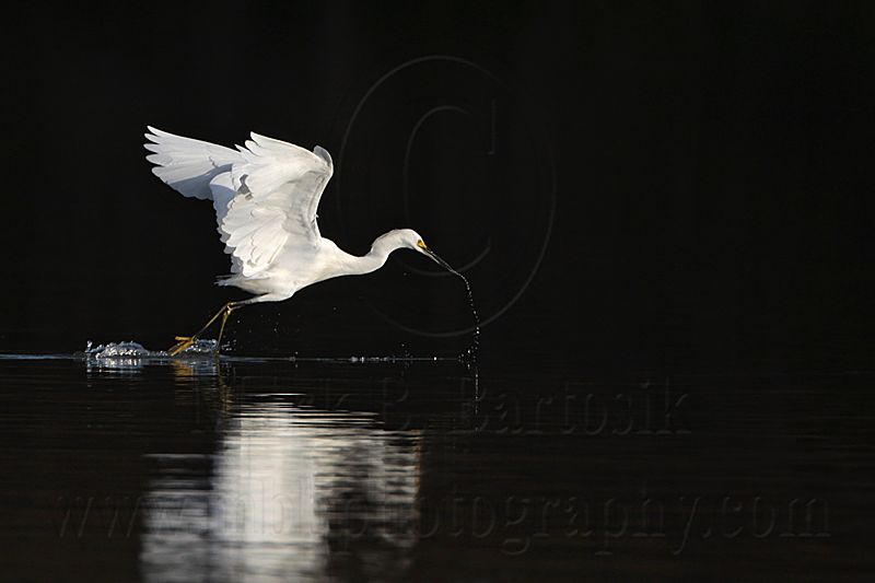 _MG_6263 Snowy Egret.jpg
