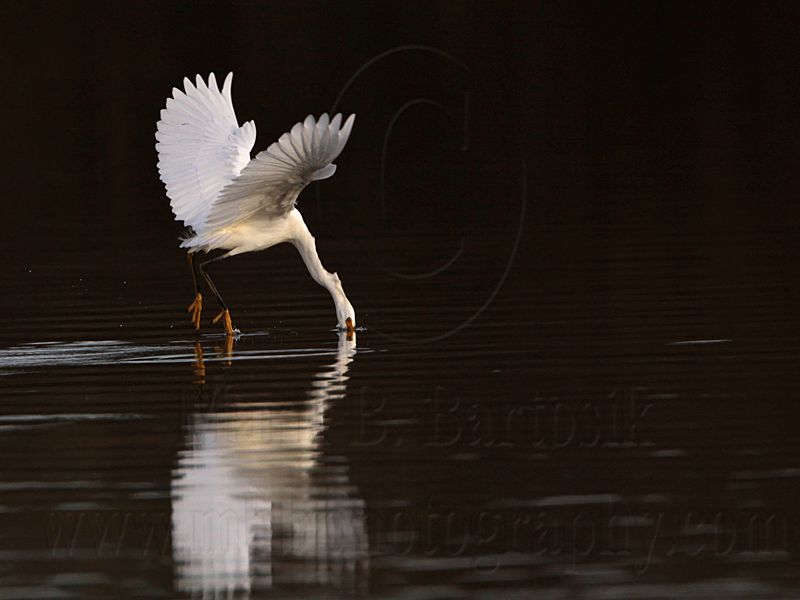 _MG_6398 Snowy Egret.jpg