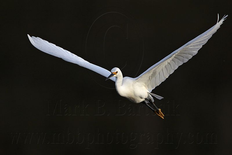 _MG_6432 Snowy Egret.jpg