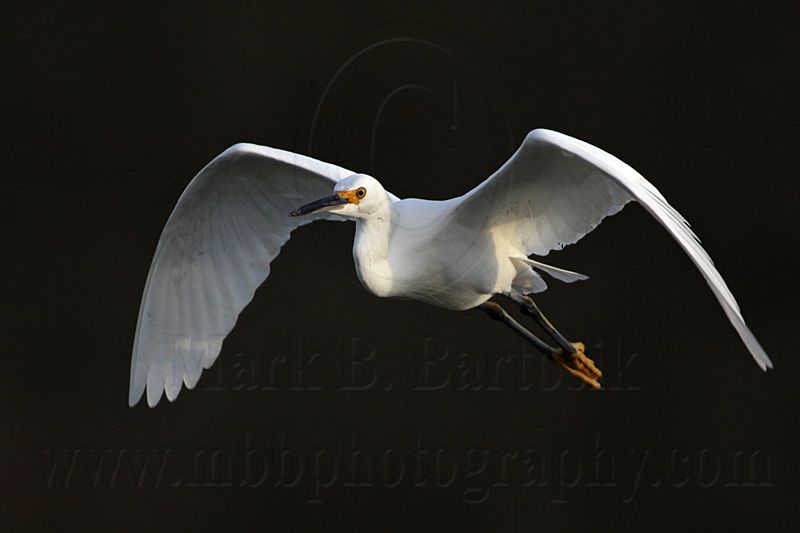 _MG_6433 Snowy Egret.jpg