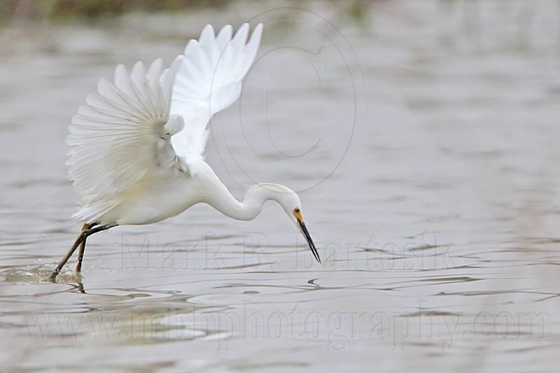 _MG_0331 Snowy Egret.jpg