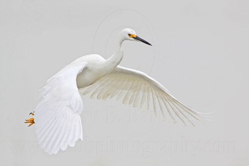 _MG_0362 Snowy Egret.jpg