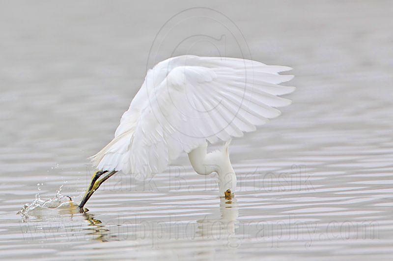 _MG_0648 Snowy Egret.jpg