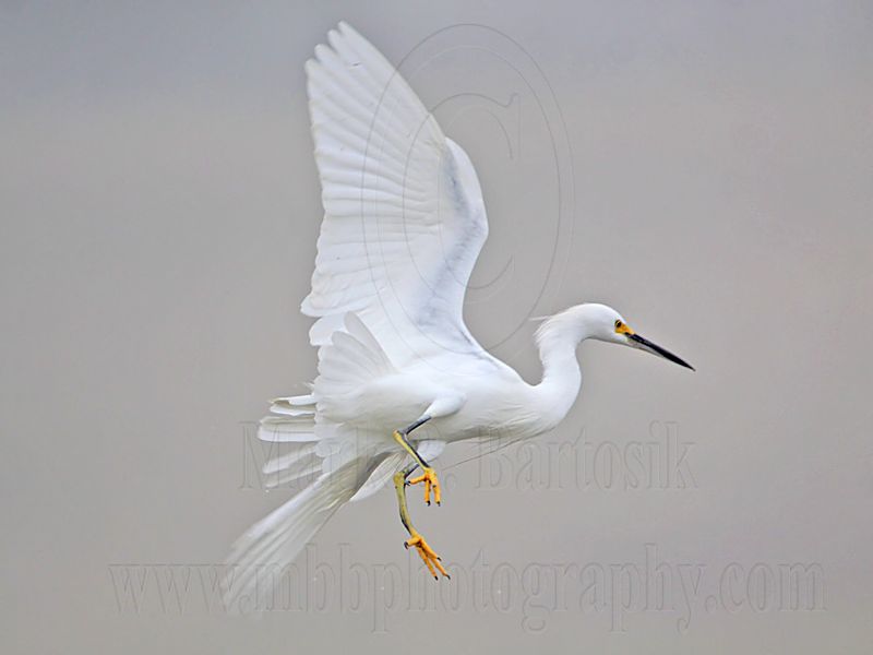 _MG_0783 Snowy Egret.jpg