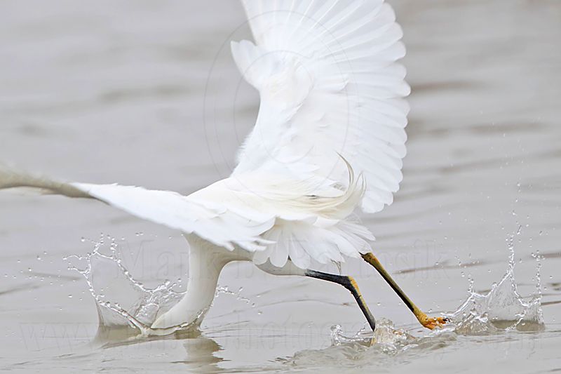 _MG_7482 Snowy Egret.jpg