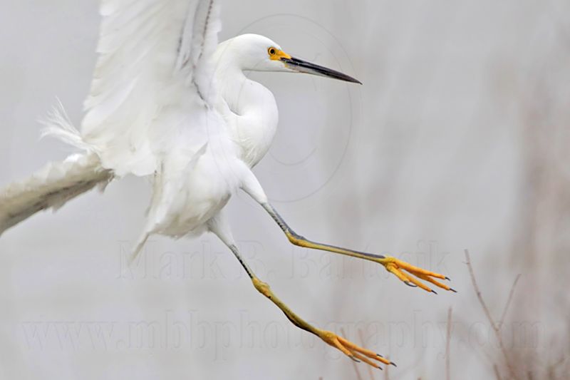 _MG_7605 Snowy Egret.jpg