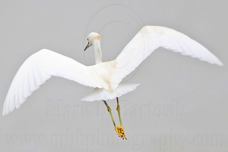 _MG_7706 Snowy Egret.jpg