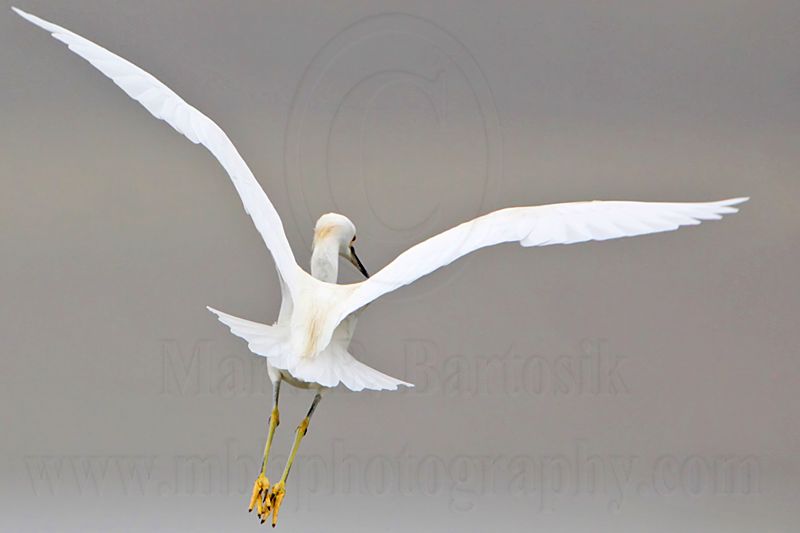 _MG_7711 Snowy Egret.jpg