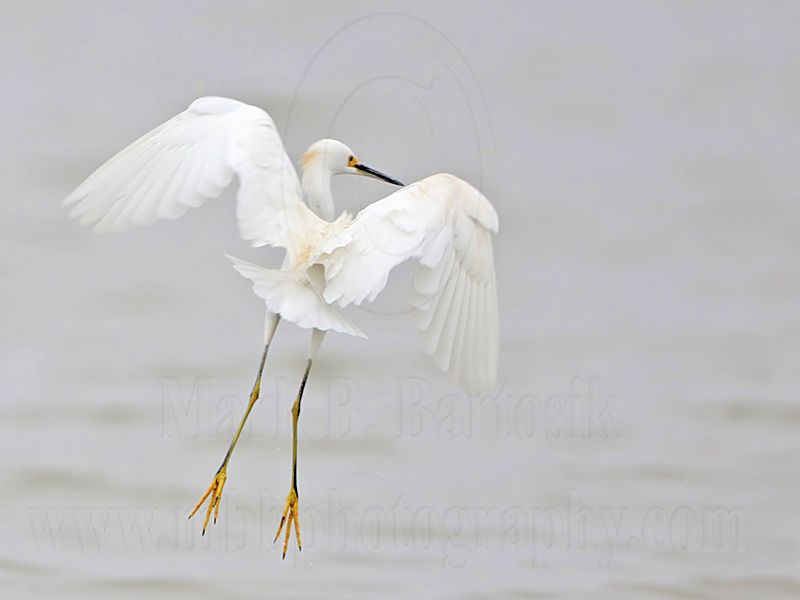 _MG_7715 Snowy Egret.jpg