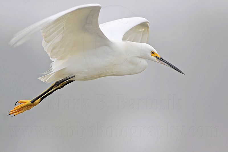 _MG_7974 Snowy Egret.jpg