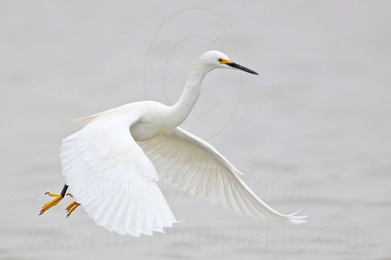 _MG_8101 Snowy Egret.jpg