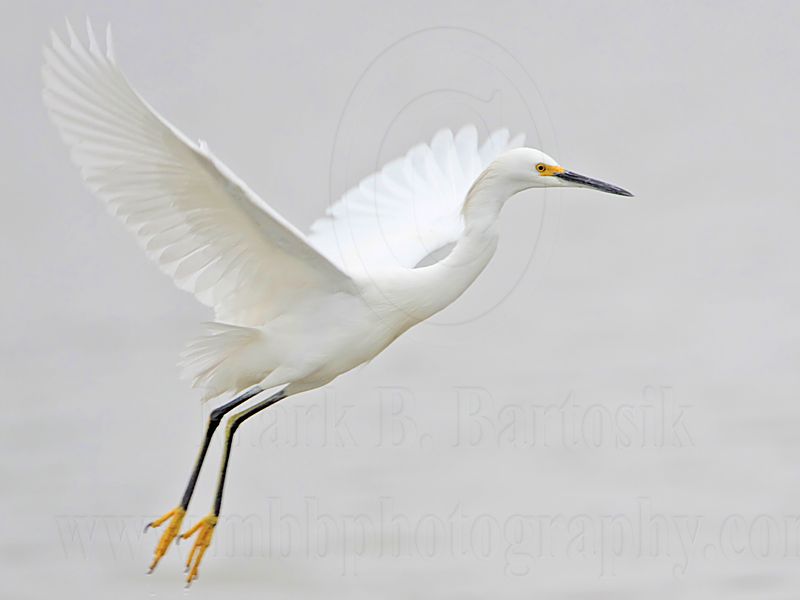 _MG_8103 Snowy Egret.jpg