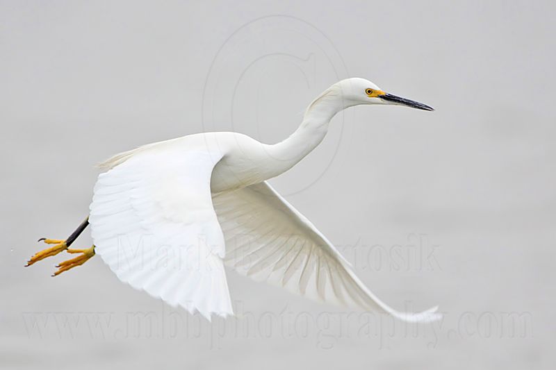 _MG_8104 Snowy Egret.jpg